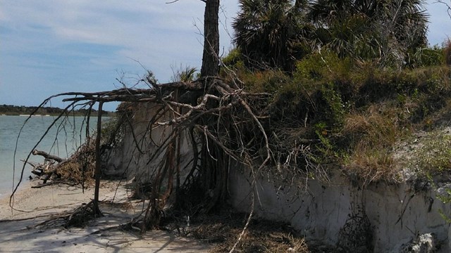 Pine tree with roots exposed